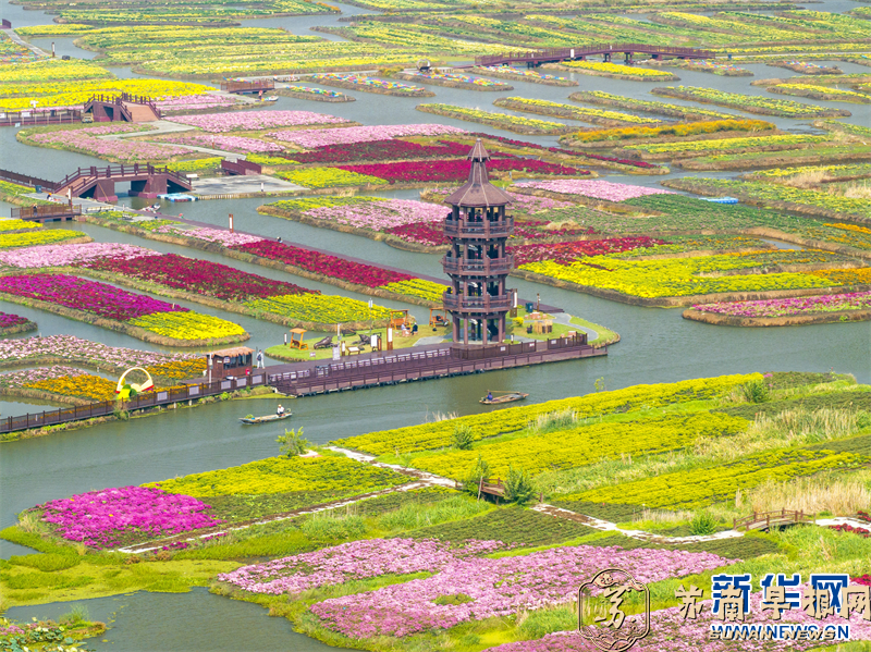 江苏兴化：千垛菊花开