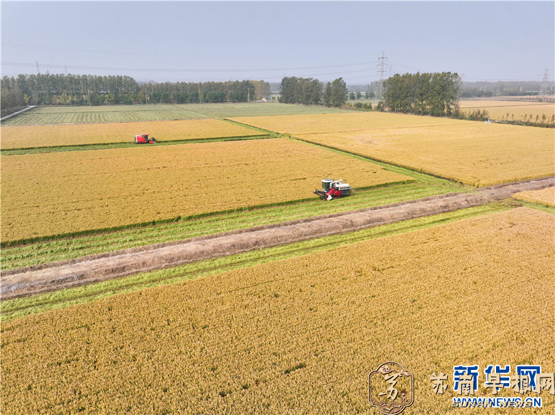 江苏连云港：稻穗飘香秋收忙