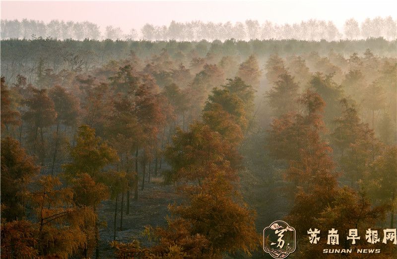 江苏高邮：晨雾弥漫 如梦似幻