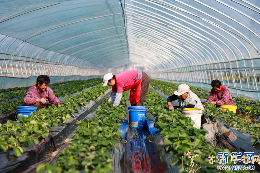 江苏泰兴：果蔬种植管护忙