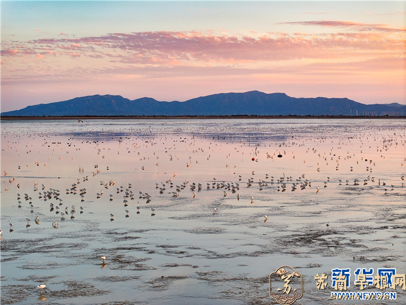 江苏连云港：成群反嘴鹬享冬日暖阳