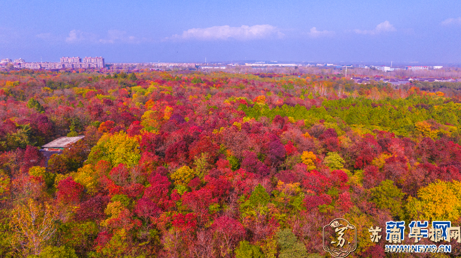 江苏宿迁：初冬三台山层林尽染