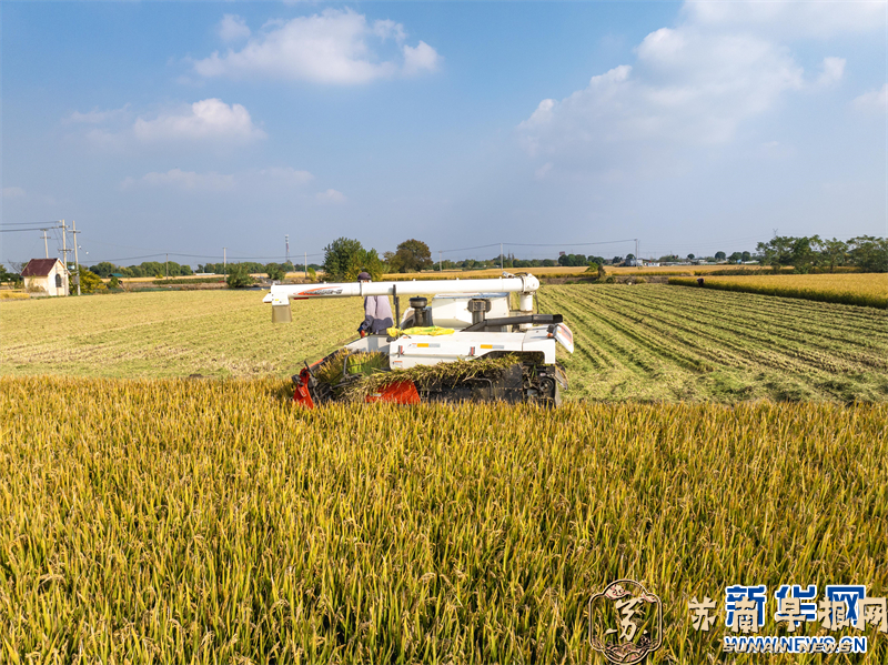 江苏兴化：初冬时节收获忙