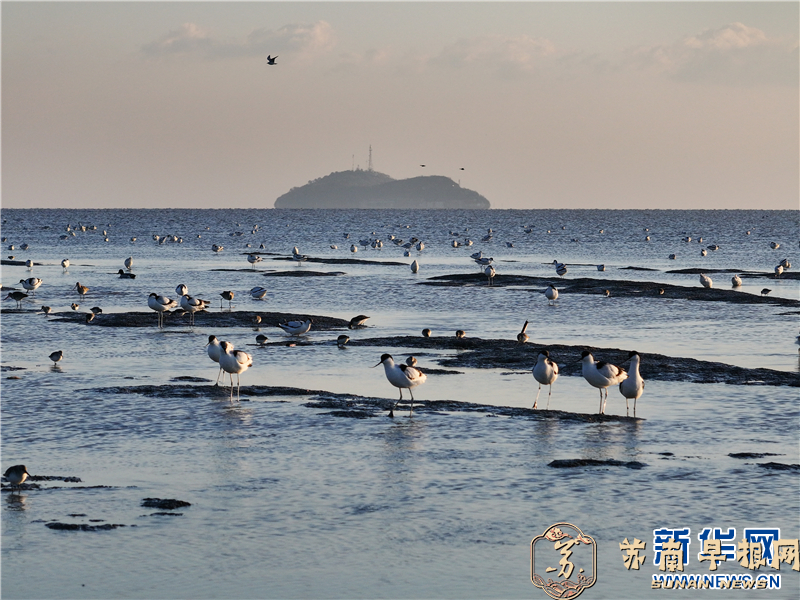 江苏连云港海州湾畔鸟儿欢
