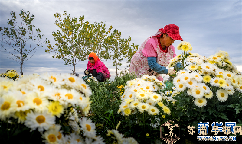江苏兴化：菊花开出富民路