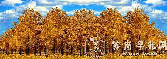 徐州邳州拥有30余万亩的银杏森林公园，是目前享誉中外的银杏成片园，先后被命名为中国银杏之乡、国家银杏博览园、银杏森林公园等称号.jpg