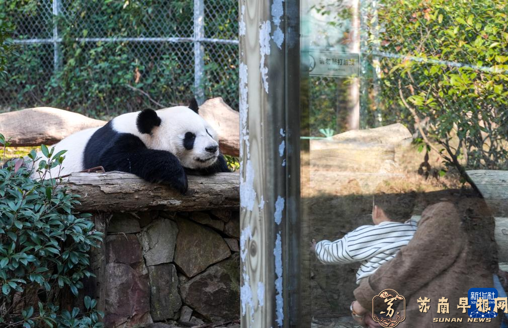 江苏南京：冬日暖阳下的大熊猫