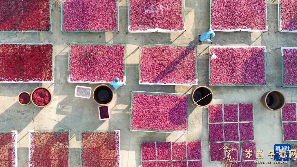 江苏泗洪：制作萝卜干助农增收