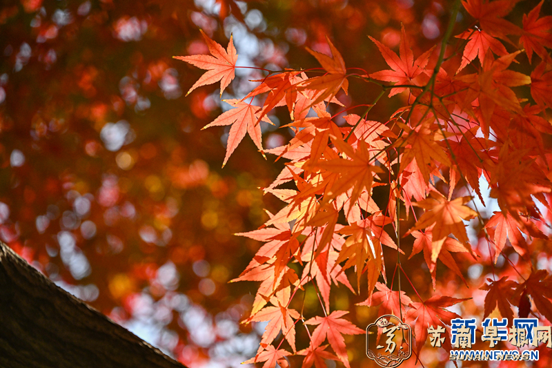 江苏南京：红叶醉初冬 赏枫正当时