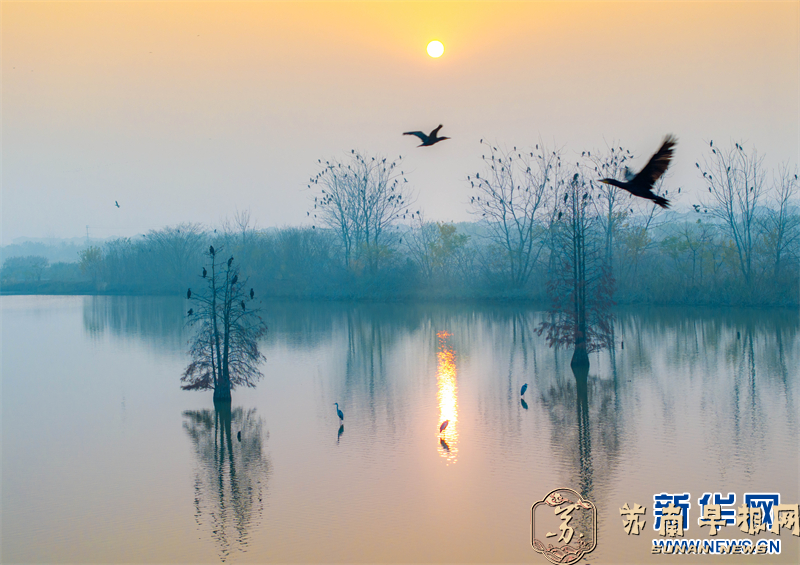 江苏兴化：湿地候鸟舞翩跹