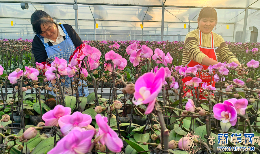 江苏宿迁：&ldquo;蝴蝶&rdquo;花开致富路