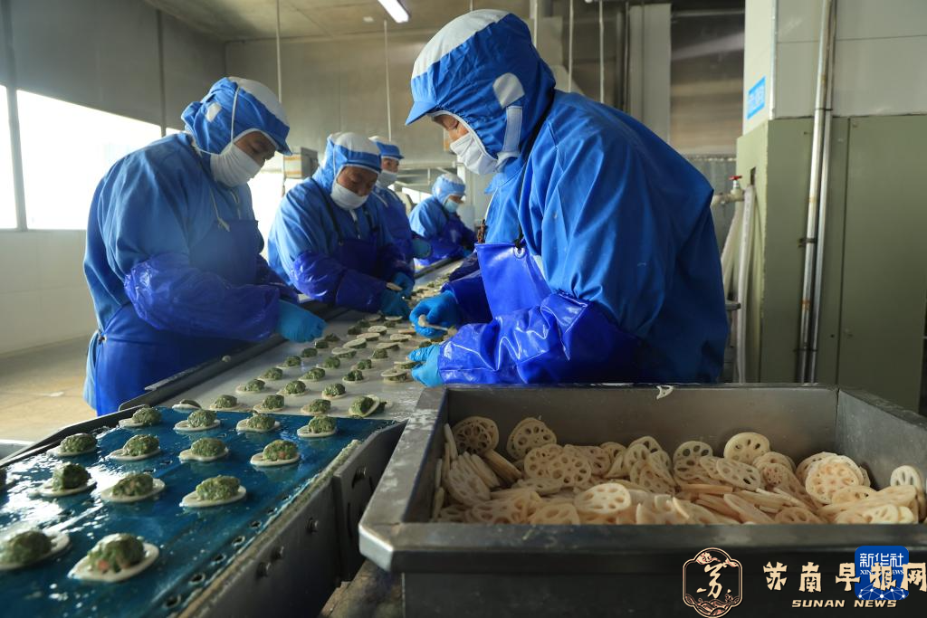 扬州：冬采莲藕 供应春节&ldquo;菜篮子&rdquo;