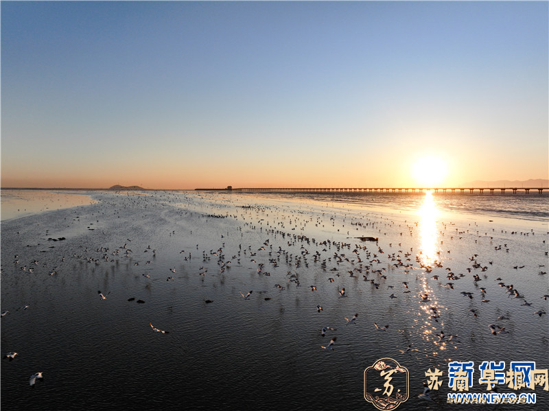 江苏连云港：越冬候鸟数量迎来高峰