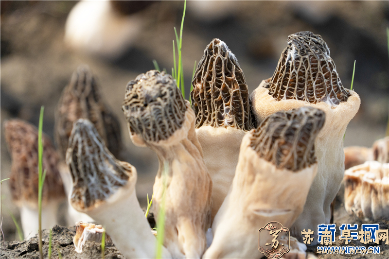 江苏泰州：羊肚菌丰收采摘忙