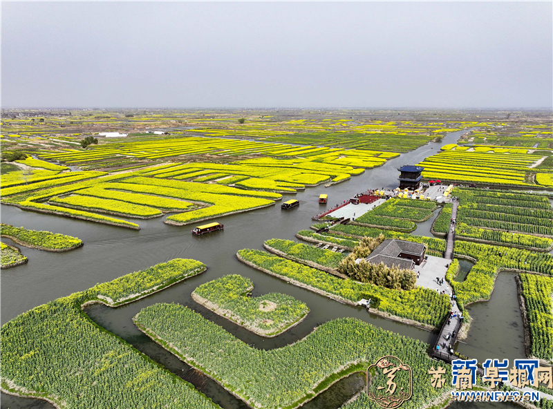 江苏兴化：花开千垛 &ldquo;醉&rdquo;美春景