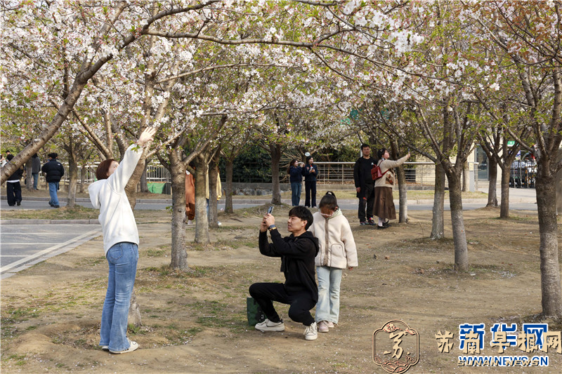 江苏泰州：校园樱花迎客来