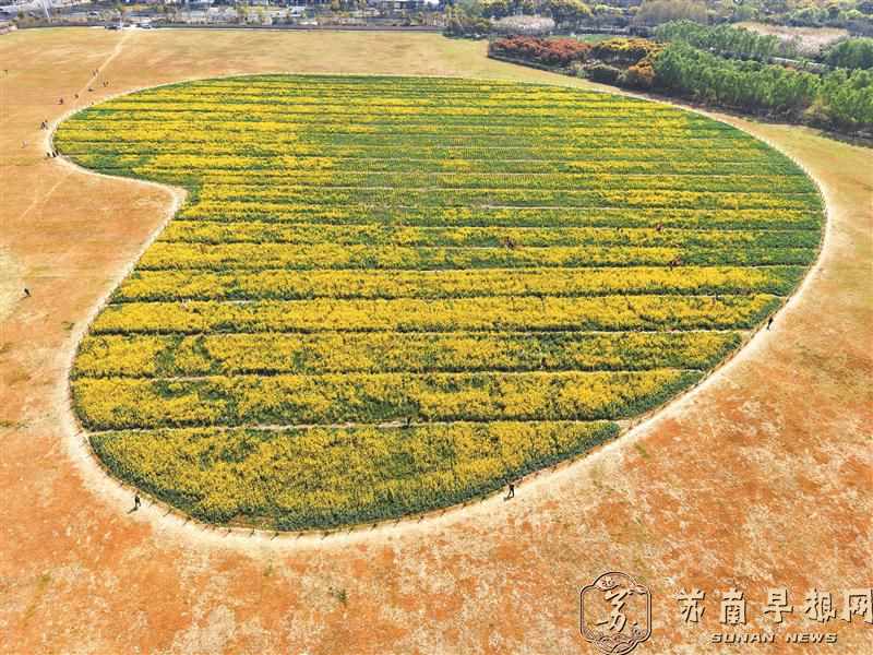 江苏无锡：地铁站旁邂逅金色春天