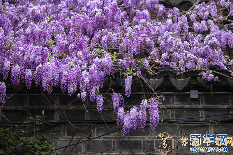 南京：紫藤花开浪漫如瀑