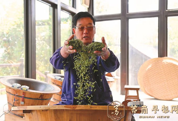 江苏多地春茶开采 接轨文旅延长产业链