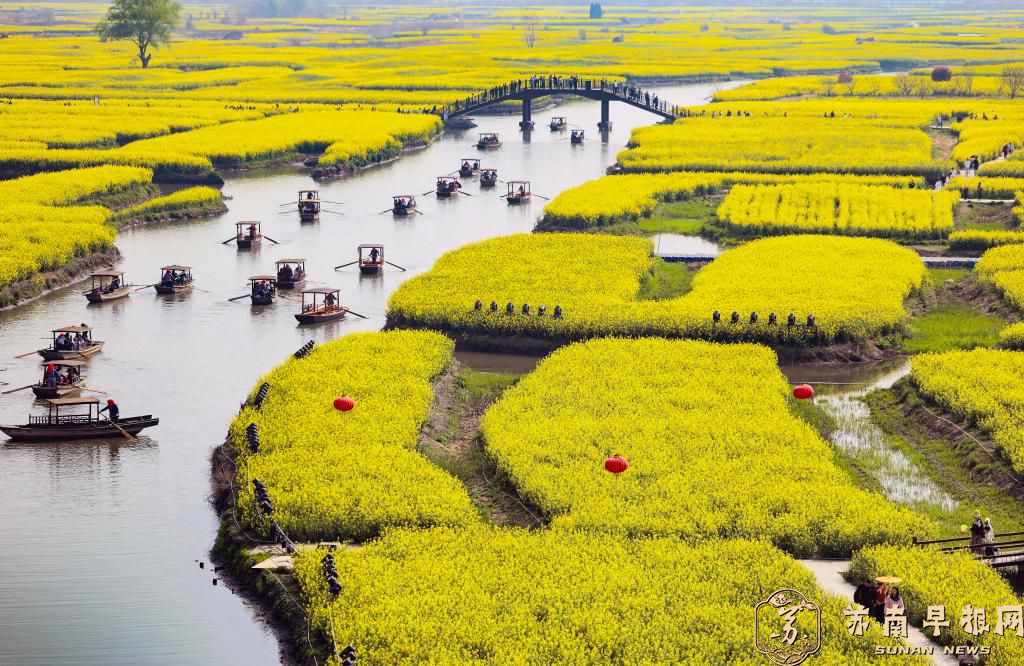 江苏兴化：清明赏花正当时