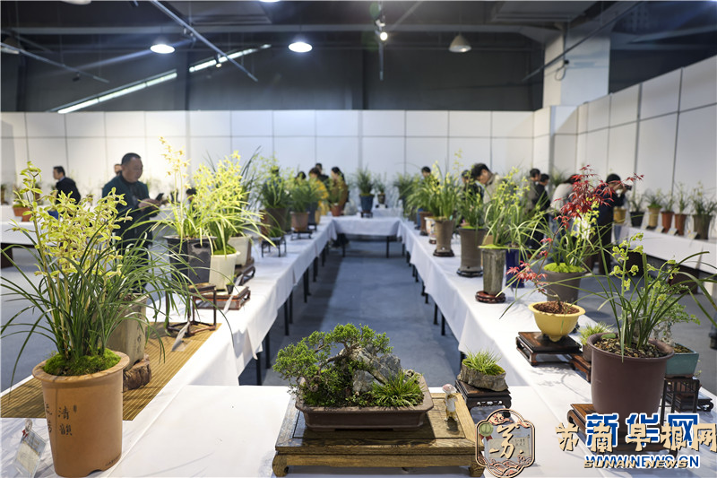 江苏泰州：全国蕙兰名花邀请展开幕