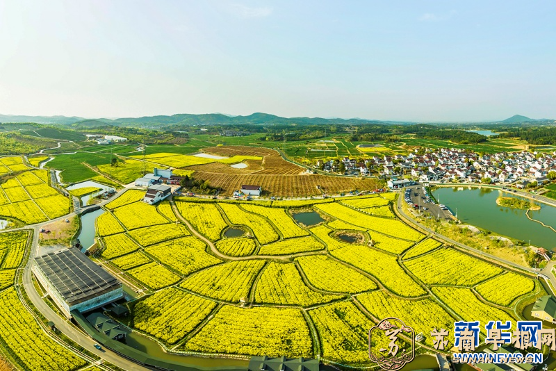 南京：田野披金 春意盎然