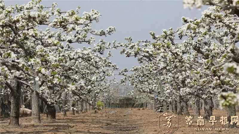 花开春意竞相绽 绘就乡村新图景