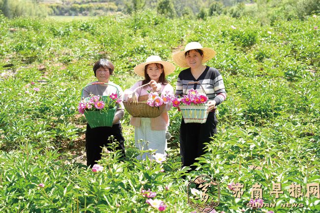 一花双收 可赏可药