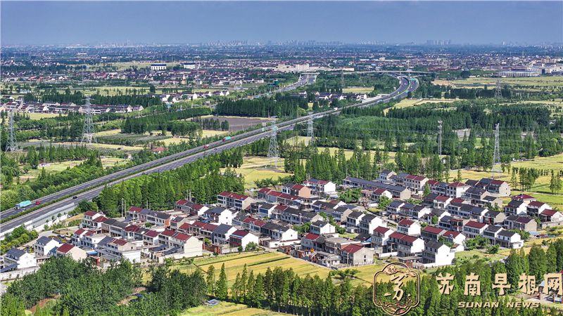 江苏泰兴：水杉映翠绘就田园生态画卷