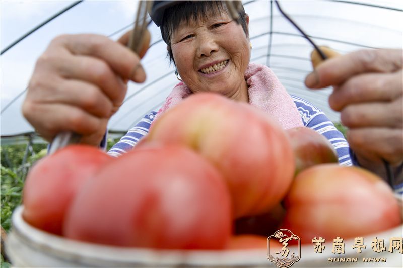 江苏泰州：西红柿成熟采摘忙&zwnj;