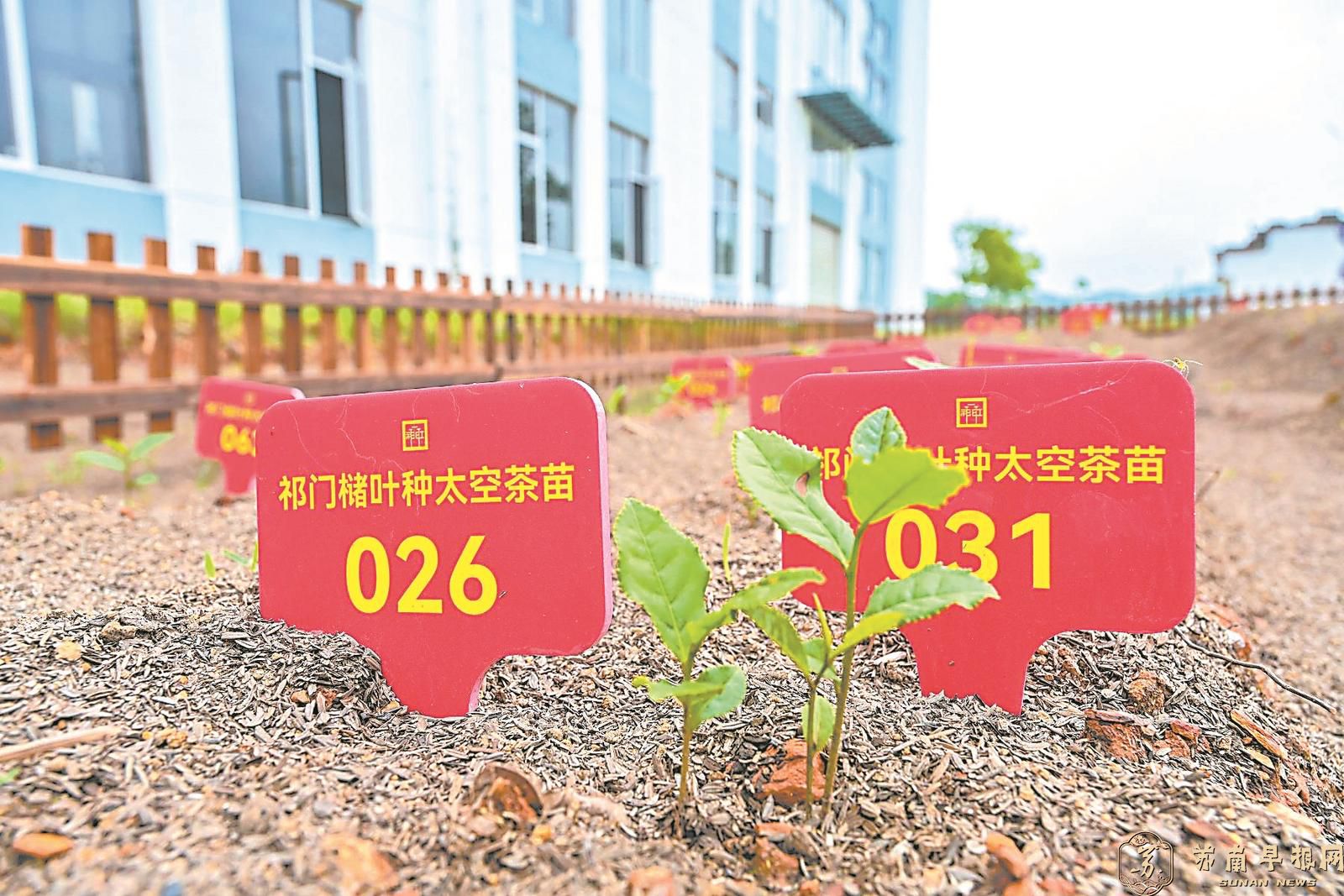 安徽祁门县：太空茶苗 茁壮成长