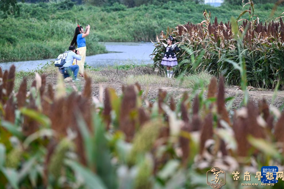 高粱红了 &ldquo;丰&rdquo;景如画