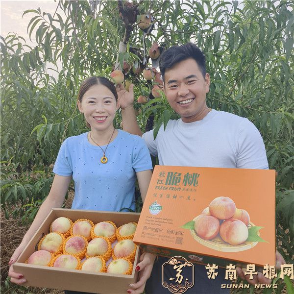 镇江荣炳秋桃采摘火爆，爱桃游客来&ldquo;饱口福&rdquo;吧！