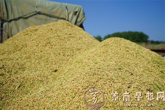 句容后白良种场早稻获丰收 农场工人今开镰收割