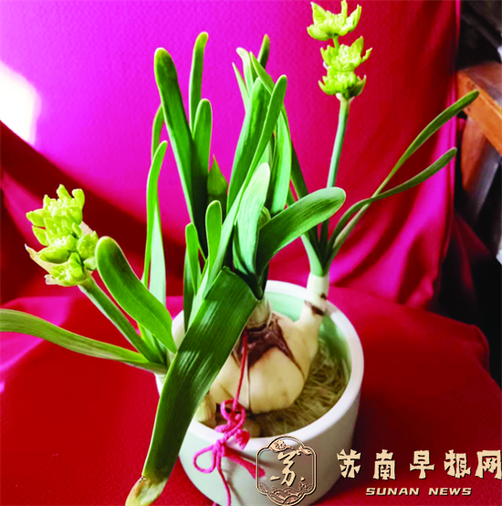 绿状元水仙花见过没 南京读者分享&ldquo;隐藏款&rdquo;