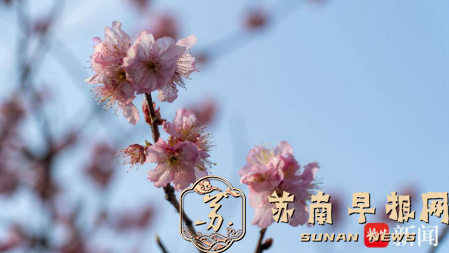 宝塔映繁花，镇江宝塔山公园梅樱同春入佳境