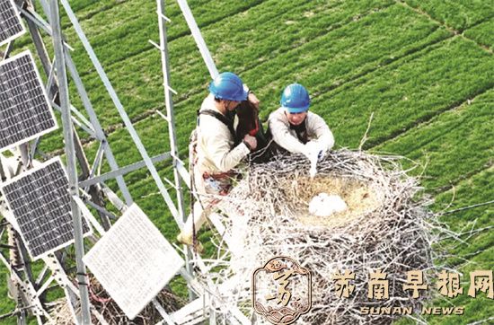 40米高空紧急救援&ldquo;国宝&rdquo;幼鸟被送红山动物园