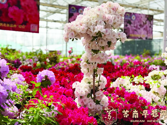 快来看&ldquo;紫霞仙子&rdquo;和&ldquo;黄莺&rdquo;！&mdash;&mdash;上百杜鹃花新品种集中亮相