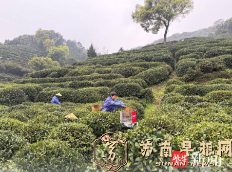 今年你喝的明前龙井，可能是机器狗扛下山的？