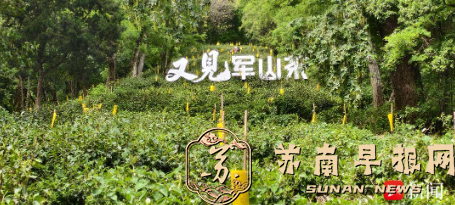 南通唯一本土茶上新！军山茶：江海臻品 以茶赋能文旅新体验