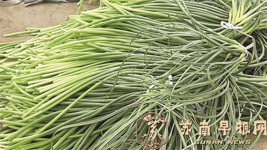 在河南滞销,收购价每斤不到一元&mdash;&mdash;蒜薹来南京涨到了七元/斤