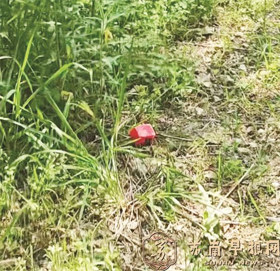 汤山古泉山路出现大量&ldquo;果酱&rdquo;海绵 江宁古泉社区已全部清理并送检