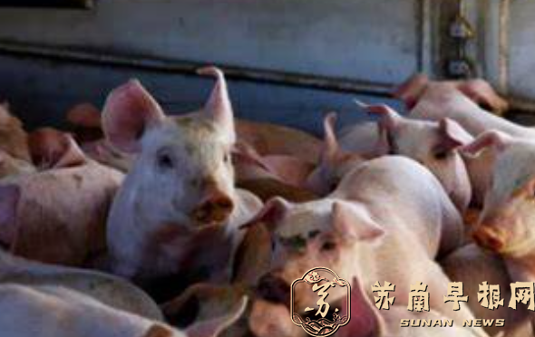 农业农村部：全国能繁母猪正常保有量下调至3750万头左右