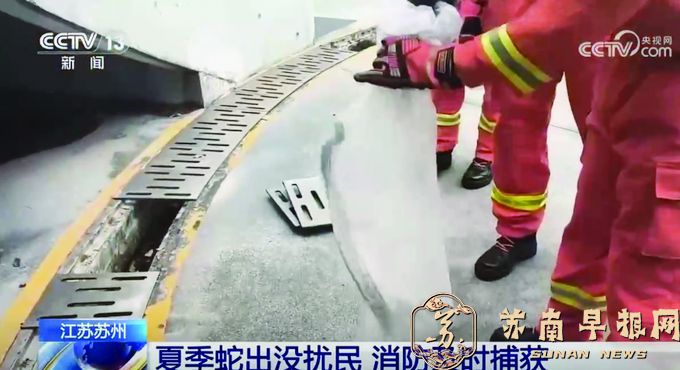 近期江苏多地频现大蛇，不要慌