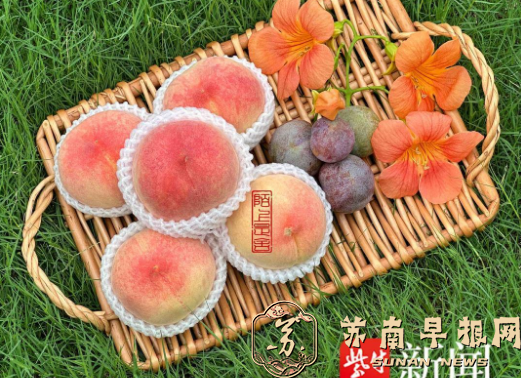 去果园摘鲜桃！一场说走就走的&ldquo;甜蜜微度假&rdquo;