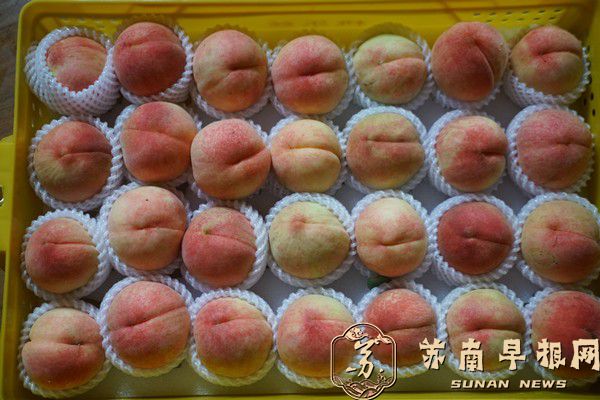 DSC08374(1).jpg