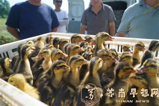 后白良种场推广&ldquo;稻虾鳖共作&rdquo;养殖模式 营造生态优美&ldquo;稻梦空间&rdquo;