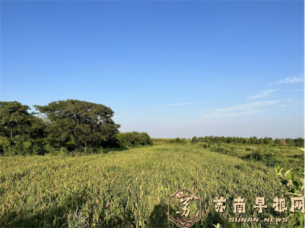 观岭山：一粒粟的大地新生(1)1191.png