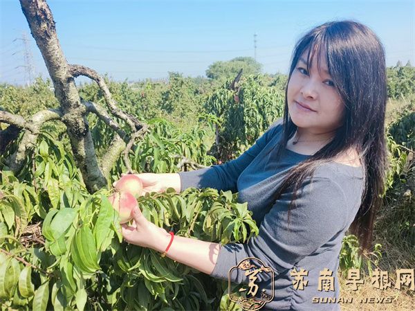 国庆过后，镇江丹徒荣炳&ldquo;秋红1号&rdquo;脆桃还能采摘一个多月