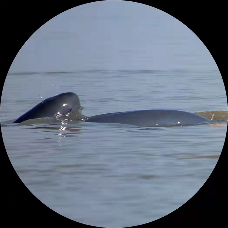 长江江豚。马鞍山市委宣传部供图